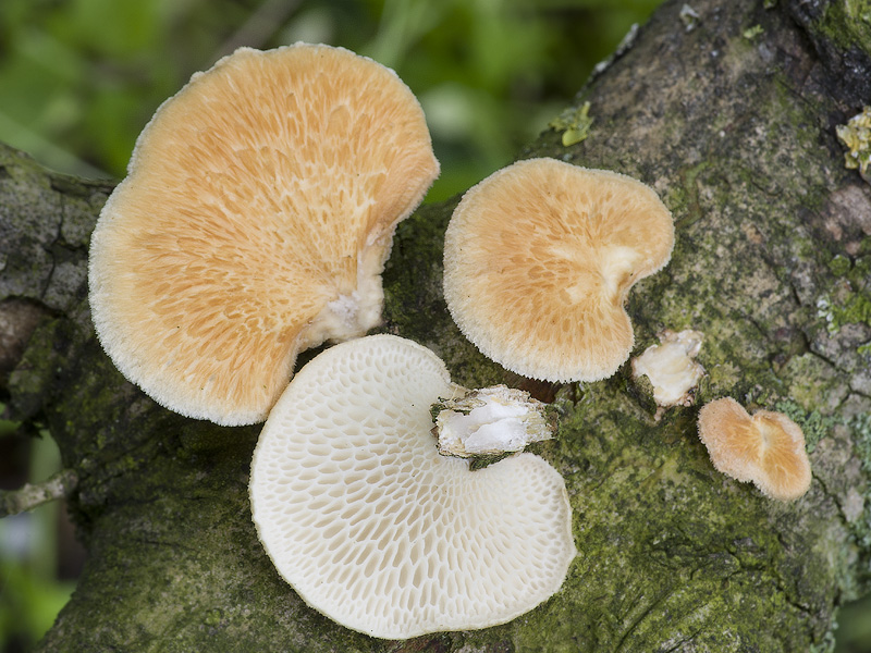 Polyporus alveolaris